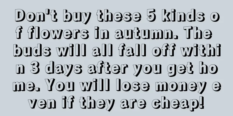 Don't buy these 5 kinds of flowers in autumn. The buds will all fall off within 3 days after you get home. You will lose money even if they are cheap!