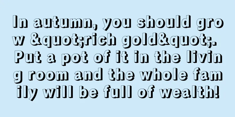 In autumn, you should grow "rich gold". Put a pot of it in the living room and the whole family will be full of wealth!