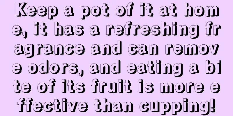 Keep a pot of it at home, it has a refreshing fragrance and can remove odors, and eating a bite of its fruit is more effective than cupping!