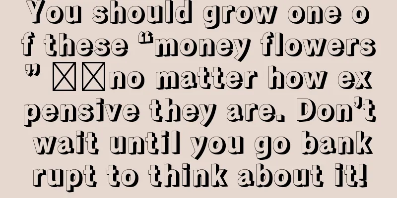 You should grow one of these “money flowers” ​​no matter how expensive they are. Don’t wait until you go bankrupt to think about it!