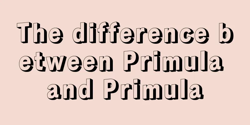 The difference between Primula and Primula