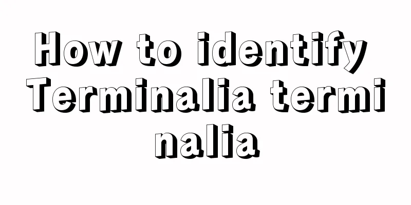 How to identify Terminalia terminalia