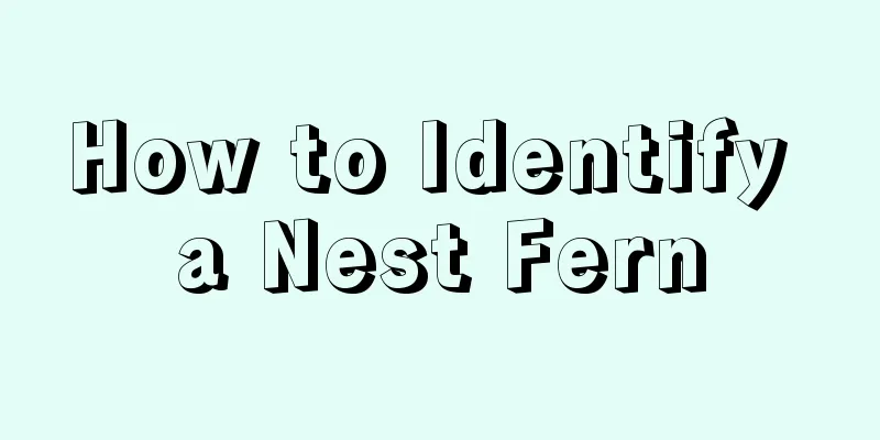 How to Identify a Nest Fern