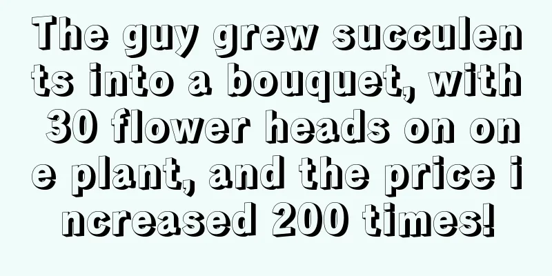 The guy grew succulents into a bouquet, with 30 flower heads on one plant, and the price increased 200 times!