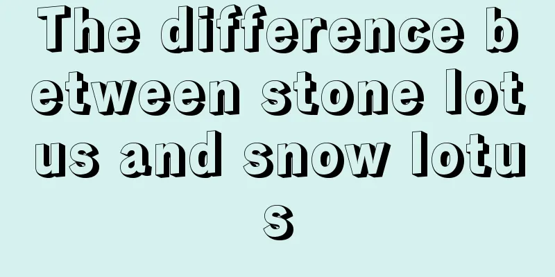 The difference between stone lotus and snow lotus