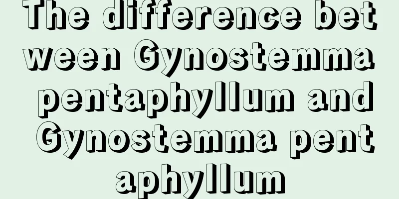 The difference between Gynostemma pentaphyllum and Gynostemma pentaphyllum