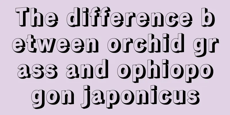 The difference between orchid grass and ophiopogon japonicus