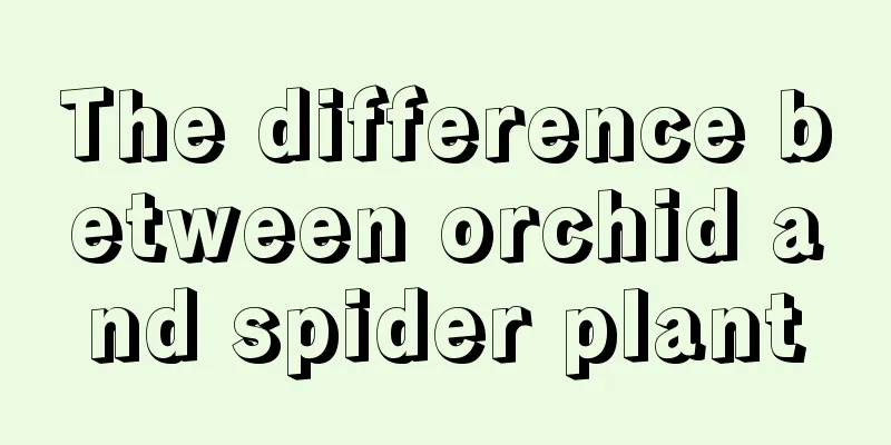 The difference between orchid and spider plant