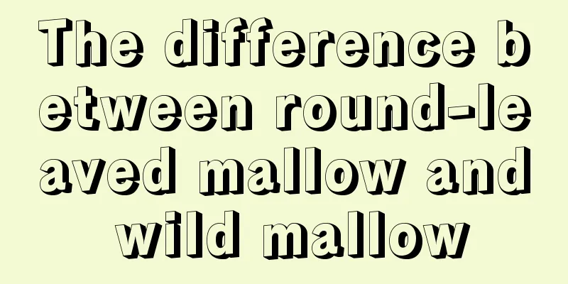 The difference between round-leaved mallow and wild mallow