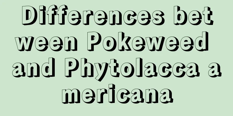 Differences between Pokeweed and Phytolacca americana