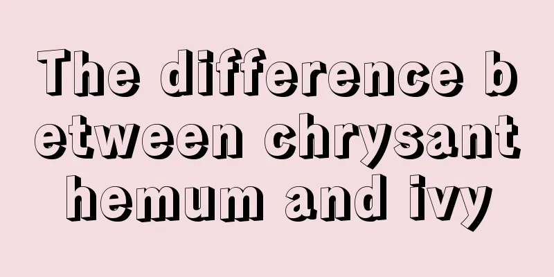 The difference between chrysanthemum and ivy