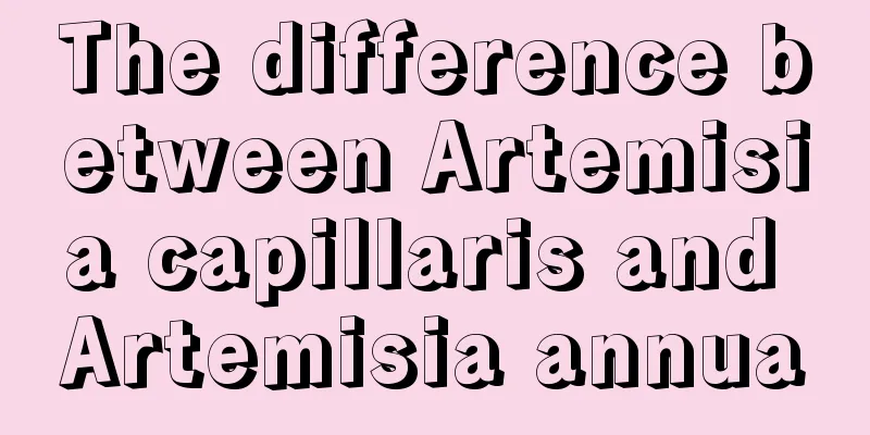 The difference between Artemisia capillaris and Artemisia annua