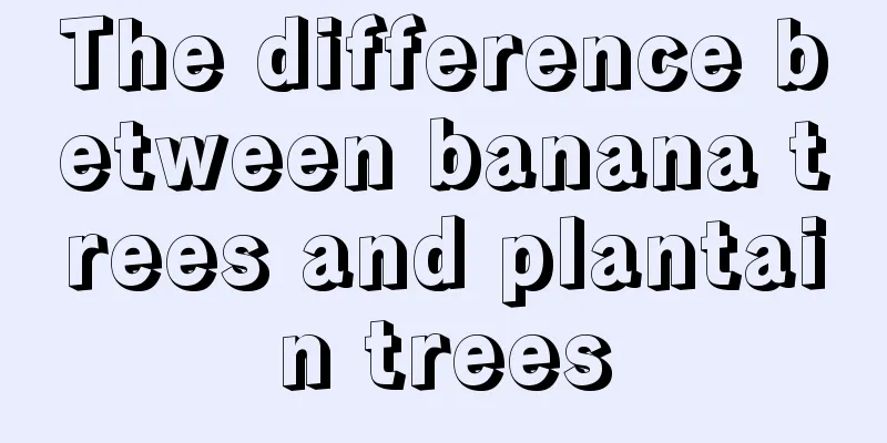 The difference between banana trees and plantain trees