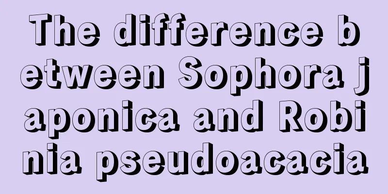 The difference between Sophora japonica and Robinia pseudoacacia