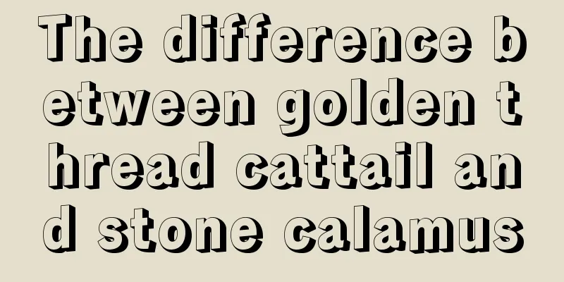 The difference between golden thread cattail and stone calamus