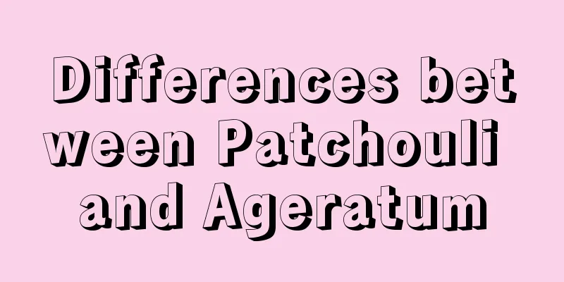 Differences between Patchouli and Ageratum