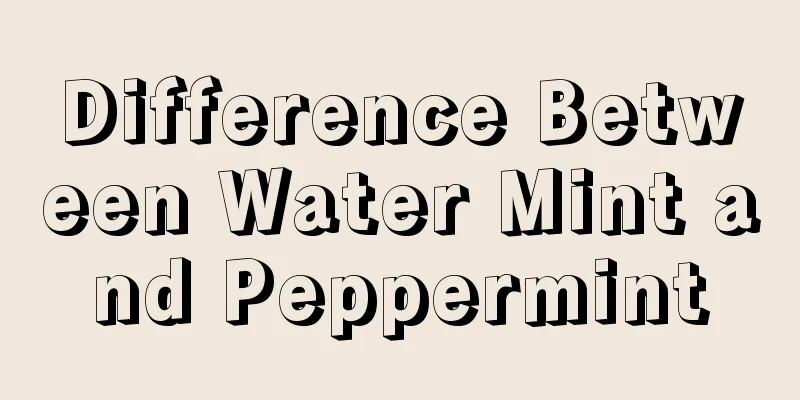 Difference Between Water Mint and Peppermint