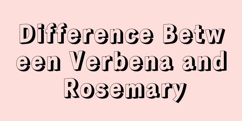 Difference Between Verbena and Rosemary