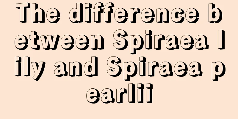 The difference between Spiraea lily and Spiraea pearlii