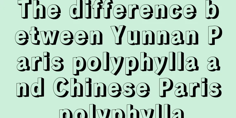 The difference between Yunnan Paris polyphylla and Chinese Paris polyphylla