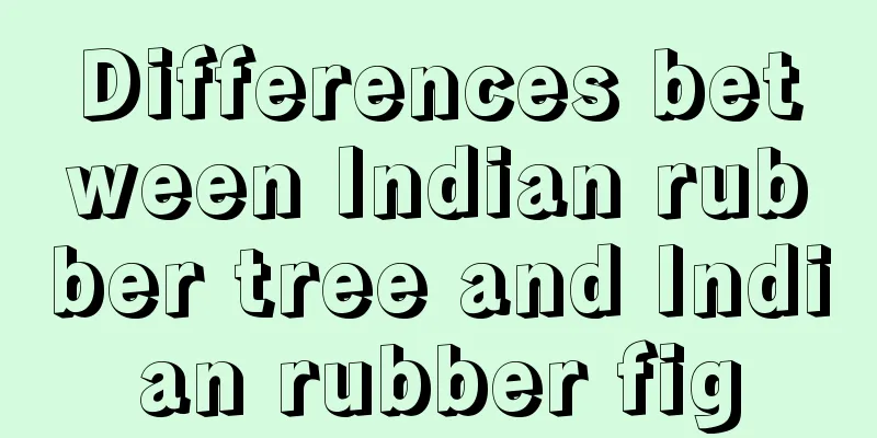 Differences between Indian rubber tree and Indian rubber fig