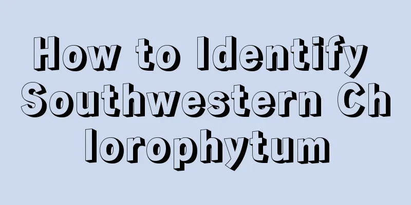 How to Identify Southwestern Chlorophytum