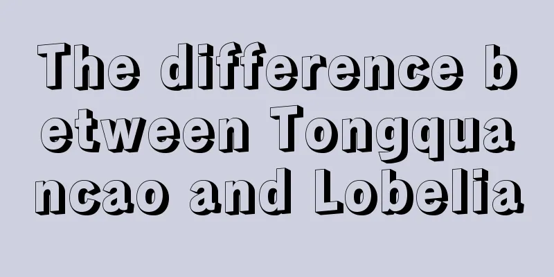 The difference between Tongquancao and Lobelia