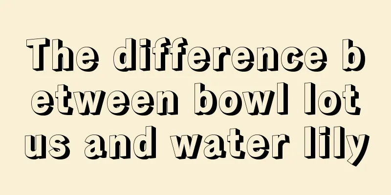 The difference between bowl lotus and water lily