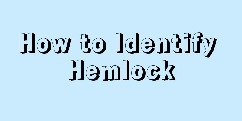 How to Identify Hemlock