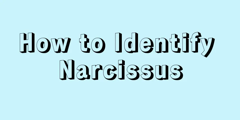 How to Identify Narcissus