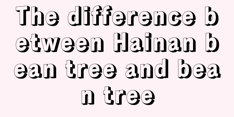 The difference between Hainan bean tree and bean tree