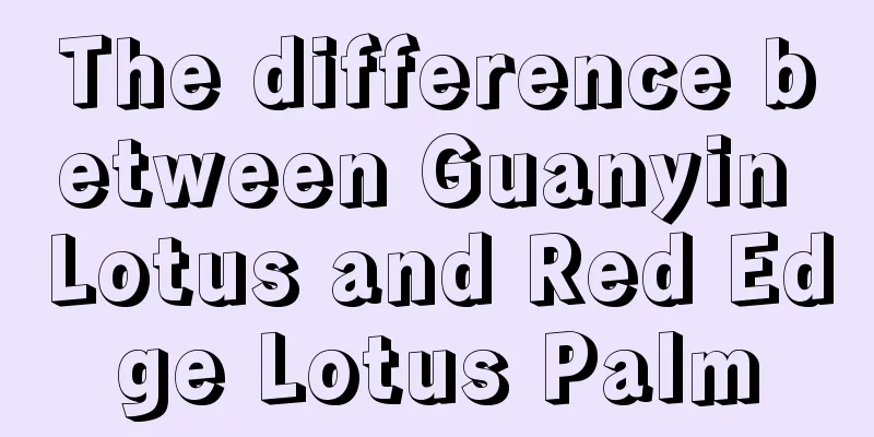 The difference between Guanyin Lotus and Red Edge Lotus Palm