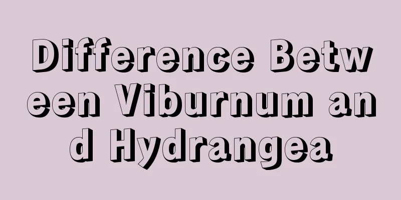 Difference Between Viburnum and Hydrangea