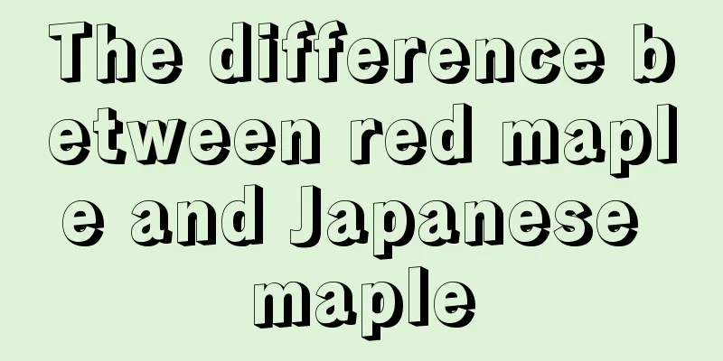 The difference between red maple and Japanese maple