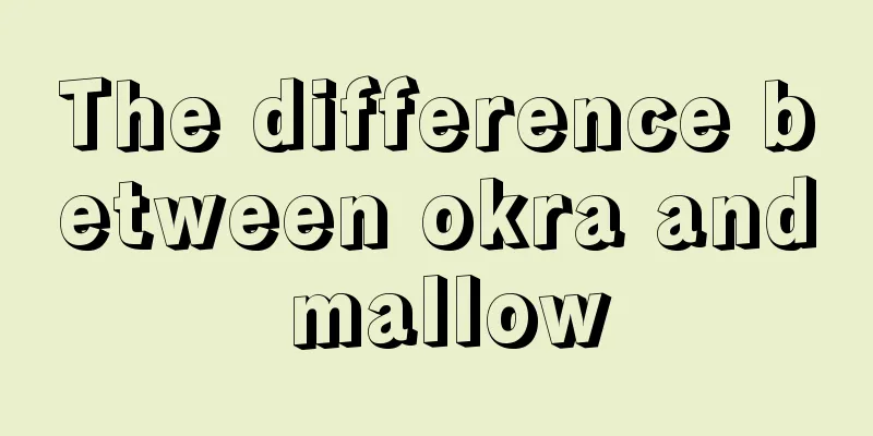 The difference between okra and mallow