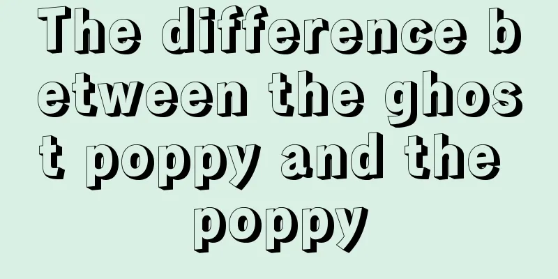 The difference between the ghost poppy and the poppy