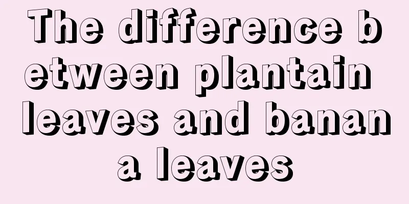 The difference between plantain leaves and banana leaves