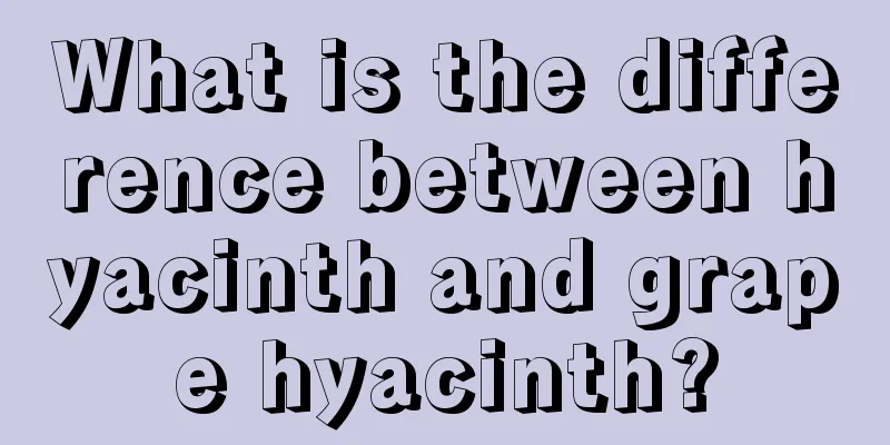 What is the difference between hyacinth and grape hyacinth?