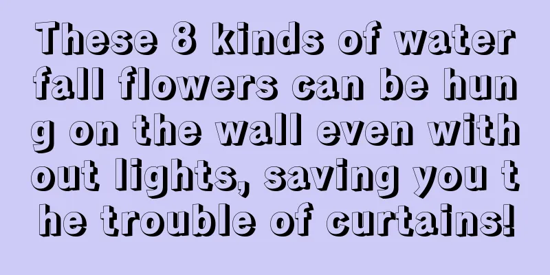 These 8 kinds of waterfall flowers can be hung on the wall even without lights, saving you the trouble of curtains!