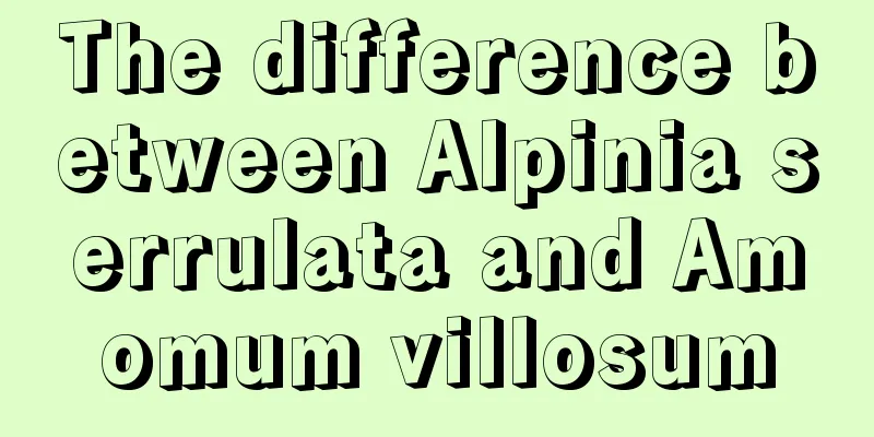 The difference between Alpinia serrulata and Amomum villosum