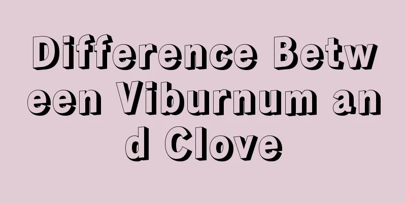 Difference Between Viburnum and Clove