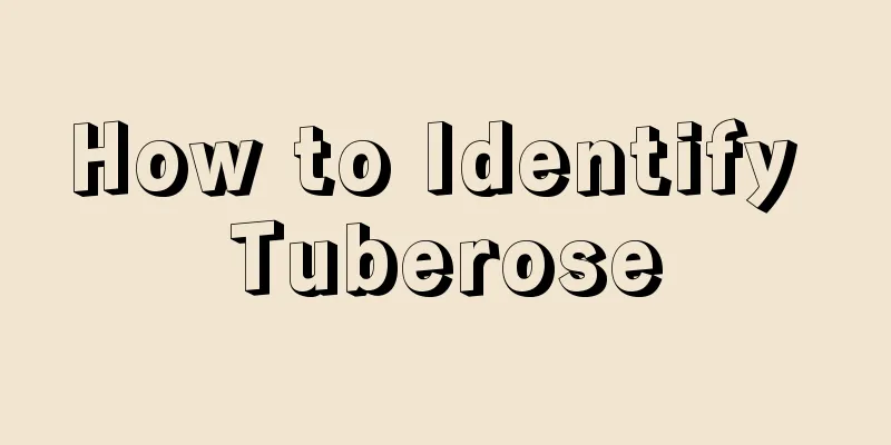 How to Identify Tuberose