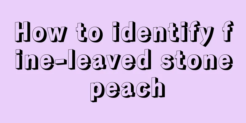 How to identify fine-leaved stone peach