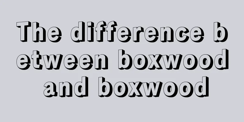 The difference between boxwood and boxwood