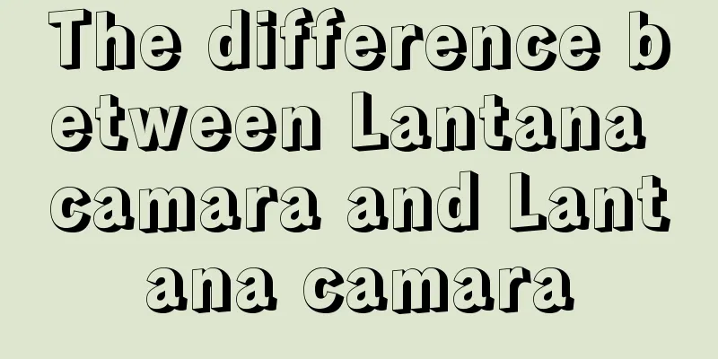 The difference between Lantana camara and Lantana camara