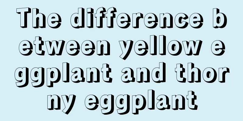 The difference between yellow eggplant and thorny eggplant