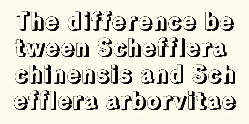 The difference between Schefflera chinensis and Schefflera arborvitae