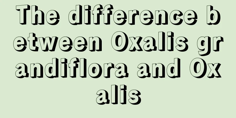 The difference between Oxalis grandiflora and Oxalis