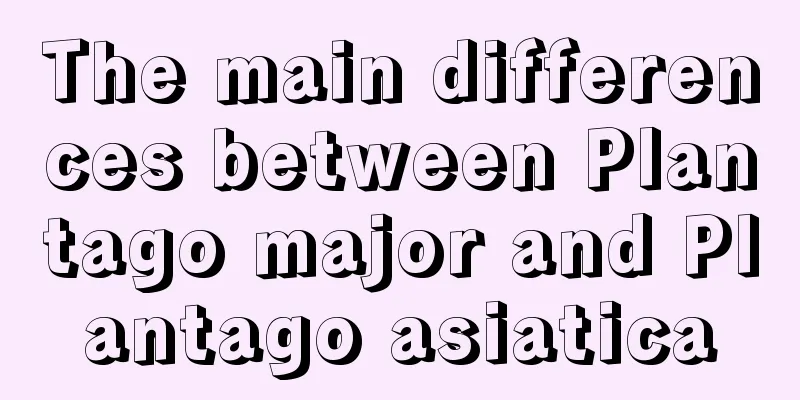 The main differences between Plantago major and Plantago asiatica