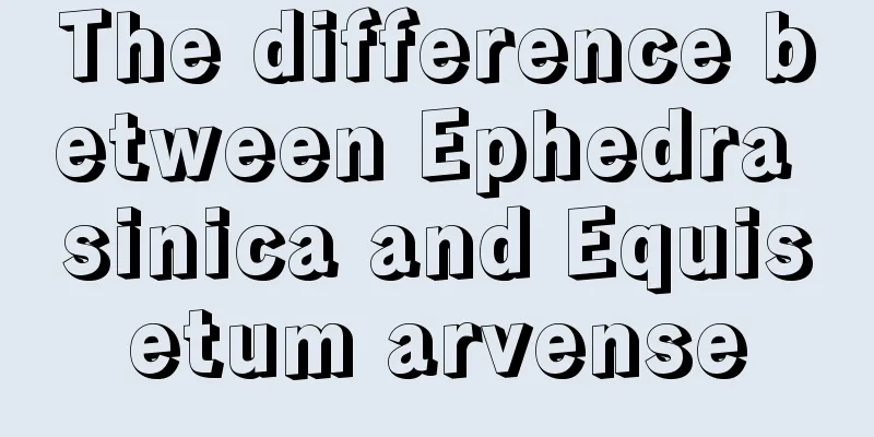 The difference between Ephedra sinica and Equisetum arvense